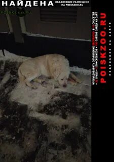 Найдена большая собака