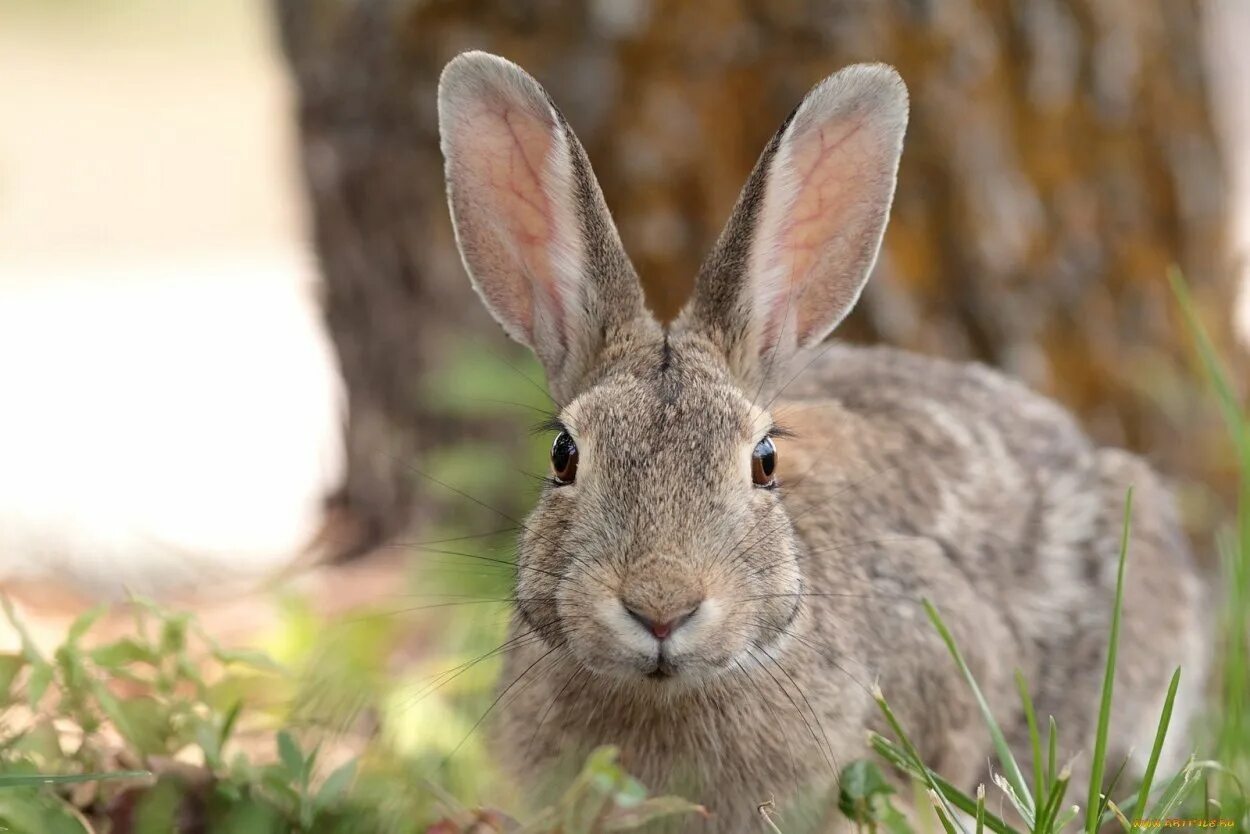 Иберийский заяц. Заяц серый. Уши зайца. Заяц картинка.