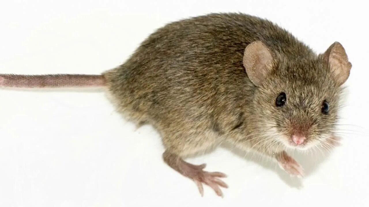 Mouse story. Мышонок сквик. Маленькая мышь. Мышь фото сверху. Грызуны домашние на белом фоне.