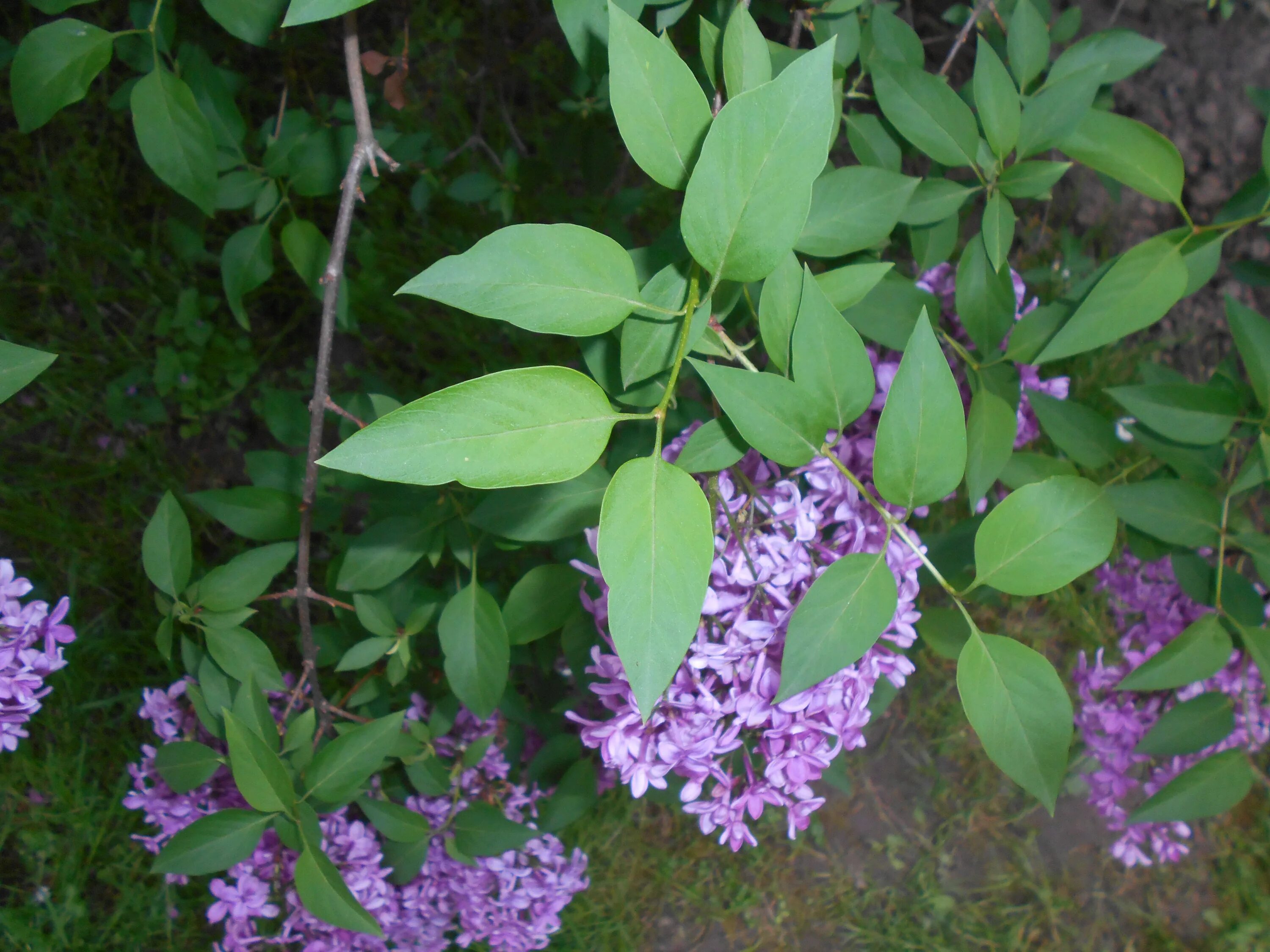 Chinesischer Flieder - Syringa chinensis Maiblumenstrauch, Sträucher, Pflanzen