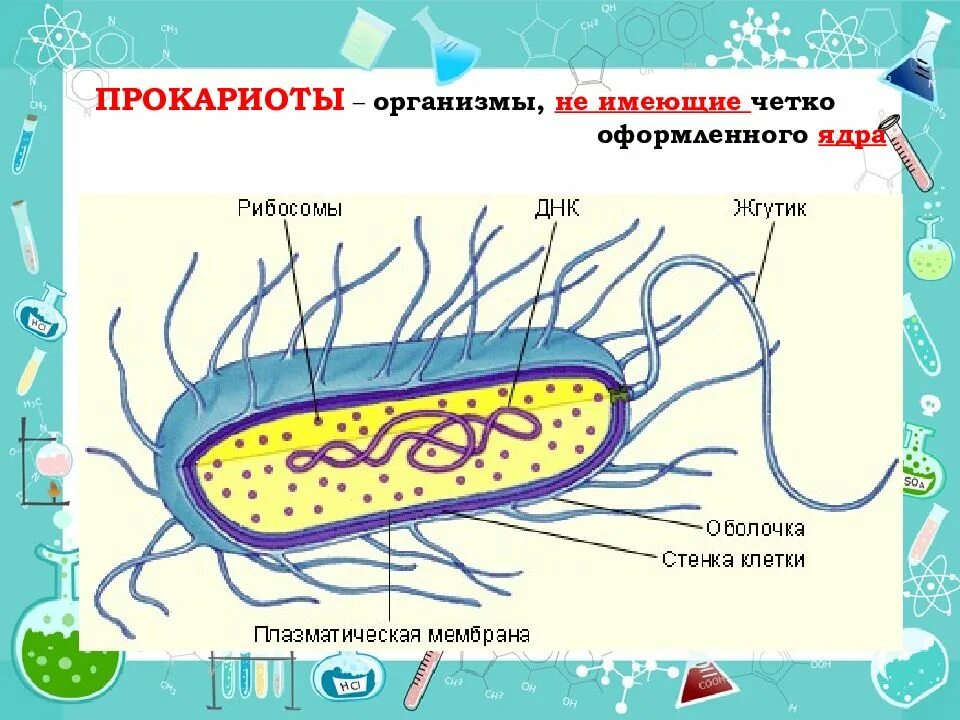 Микроорганизмы прокариоты. Прокариоты. Бактерии прокариоты. Прокариотическая клетка ядро. Прокариоты организмы не имеющие.