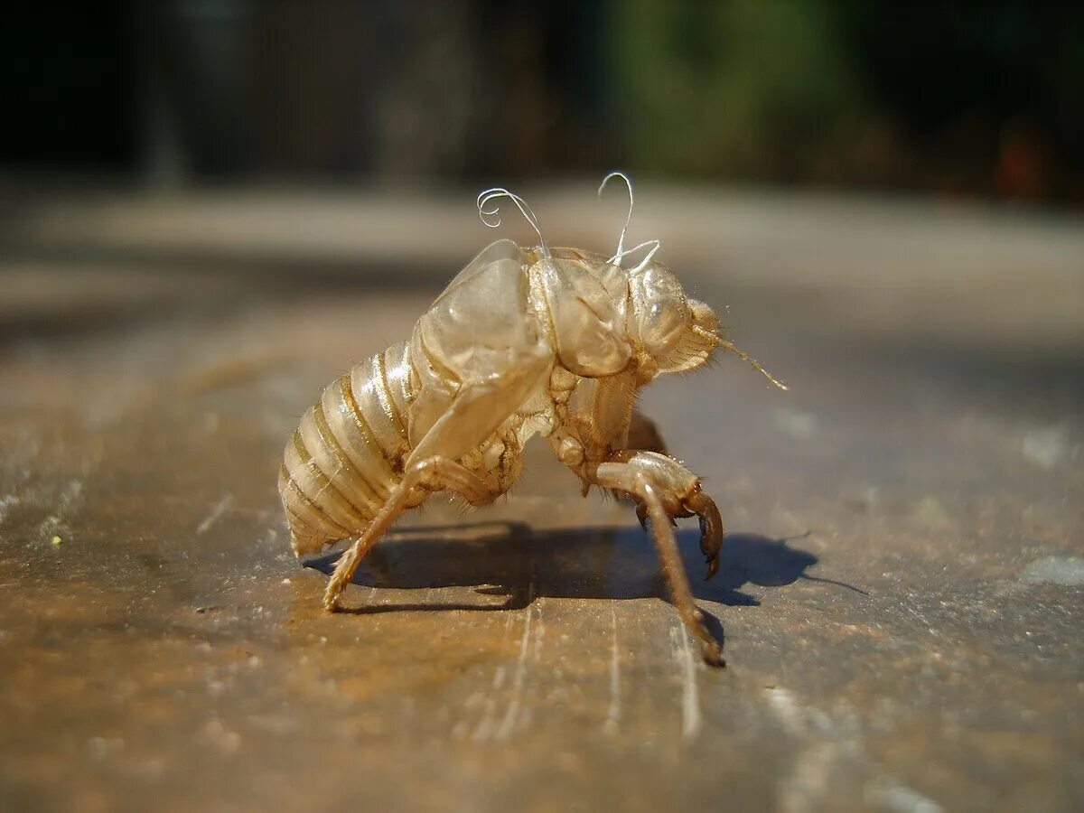 Насекомые которые линяют. Личинка божьей коровки насекомое. Личинка жука короеда. Цикада хитин. Нимфа цикады.