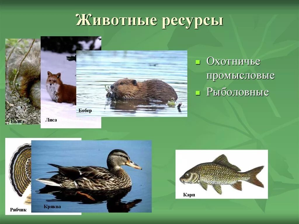 Использование животных ресурсов
