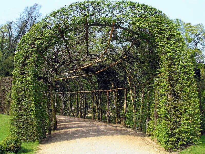 Туи в италии. Садово-парковый ландшафт «есенинская аллея» вооонеж. Аллея платаны италия регулярный сад. Аллея гарибальди аллея. Липа мелколистная greenspire.