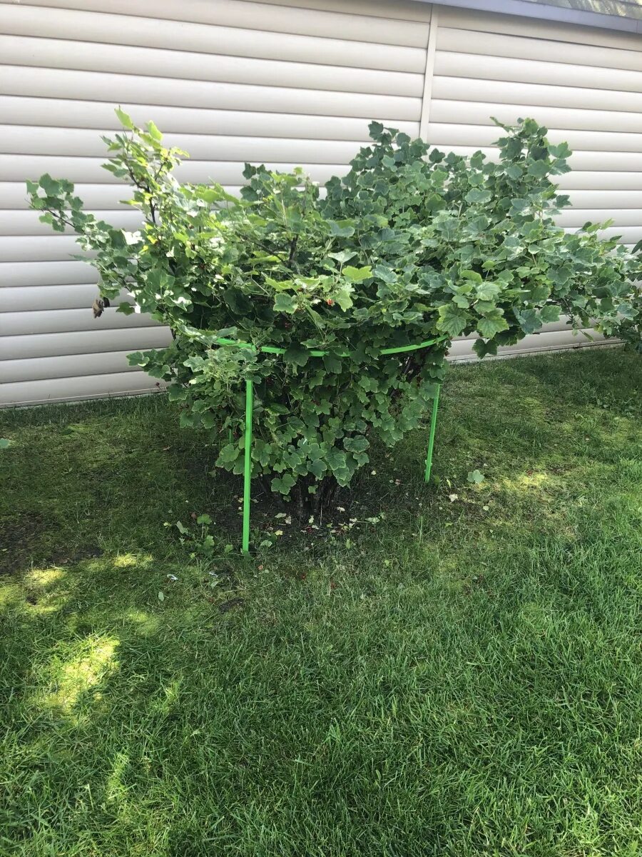 Кусты смородины подпорки. Мульчирование плодовых кустарников. Йошта подвязка. Подвязать кусты смородины. Под кустами смородины.