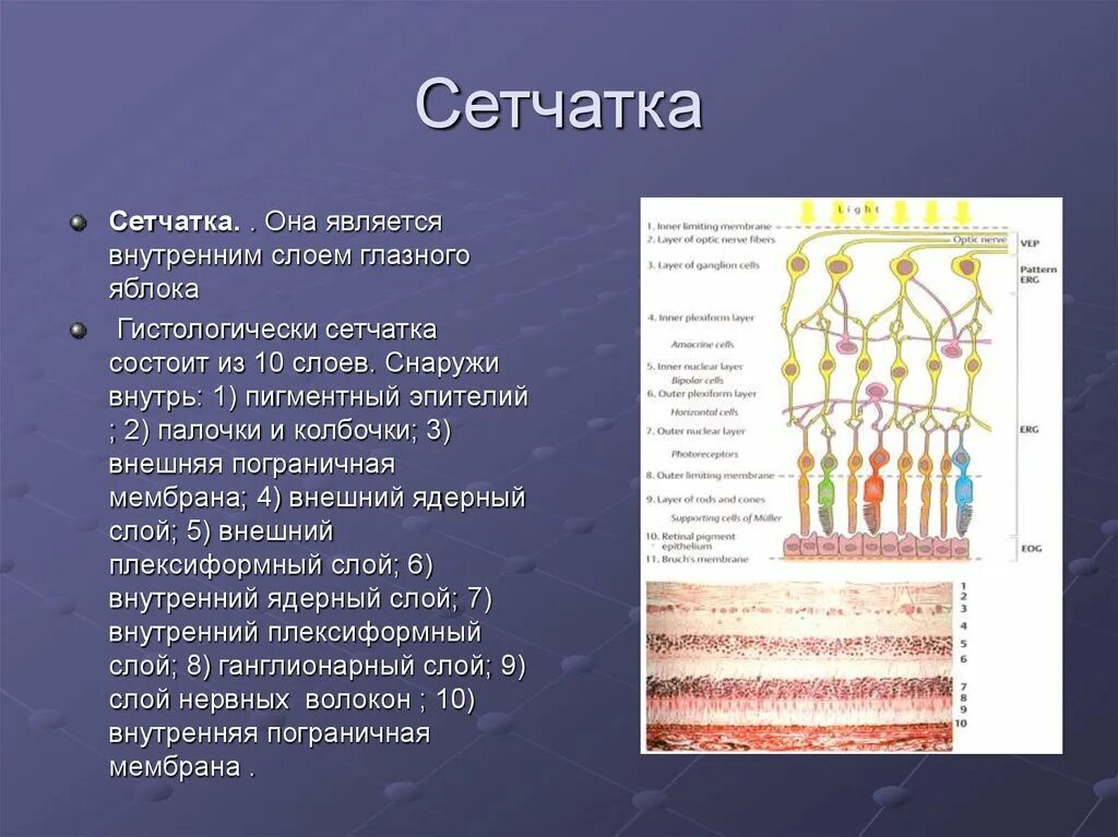 Функции оболочки глаза сетчатка. Строение сетчатки. Слои сетчатки. Слои сетчатки 10 слоев. Сетчатая оболочка состоит из.