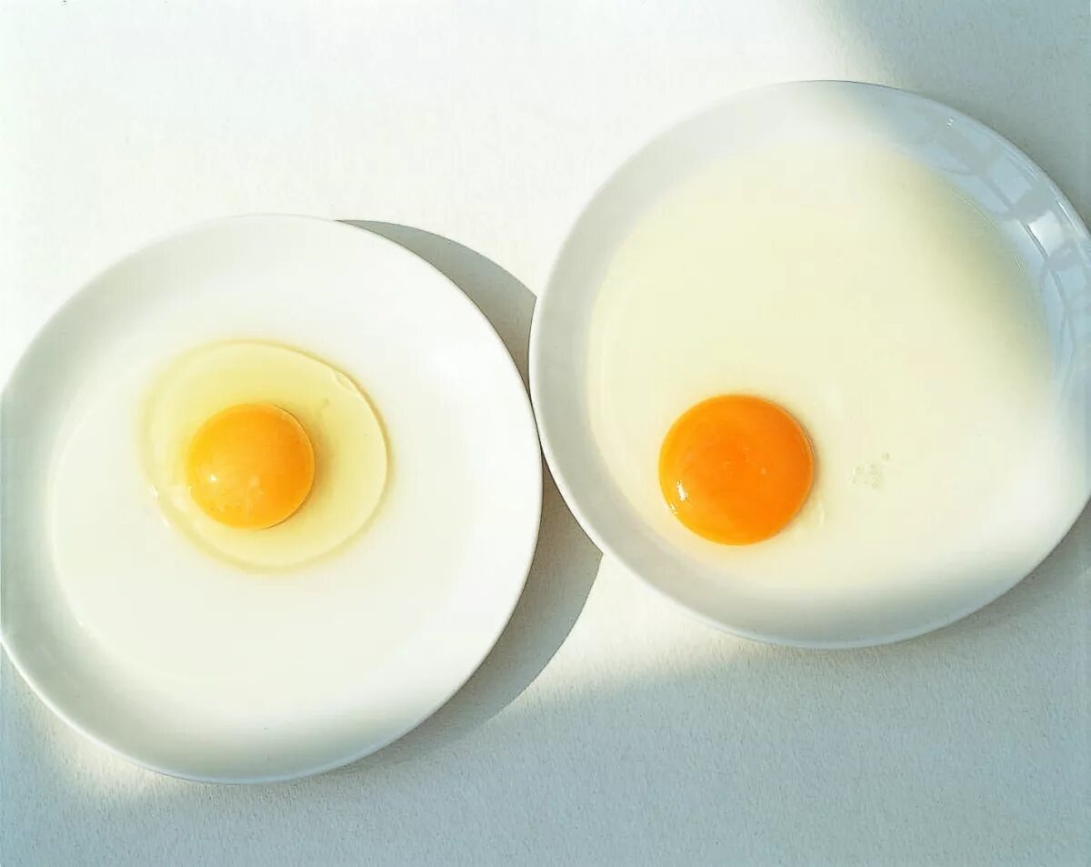 Отварной куриный белок. Яичный белок. Желток куриного яйца. Белок яйца. Яичные белки.