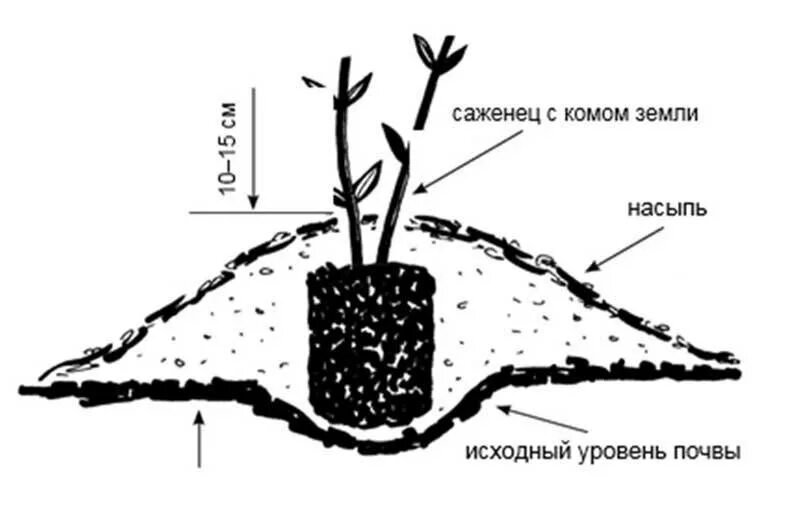 Клематис в марте как сохранить до посадки. Корневая клематиса. Клематис корневая система. Посадка однолетнего клематиса. Посадка клематиса весной в открытый грунт.