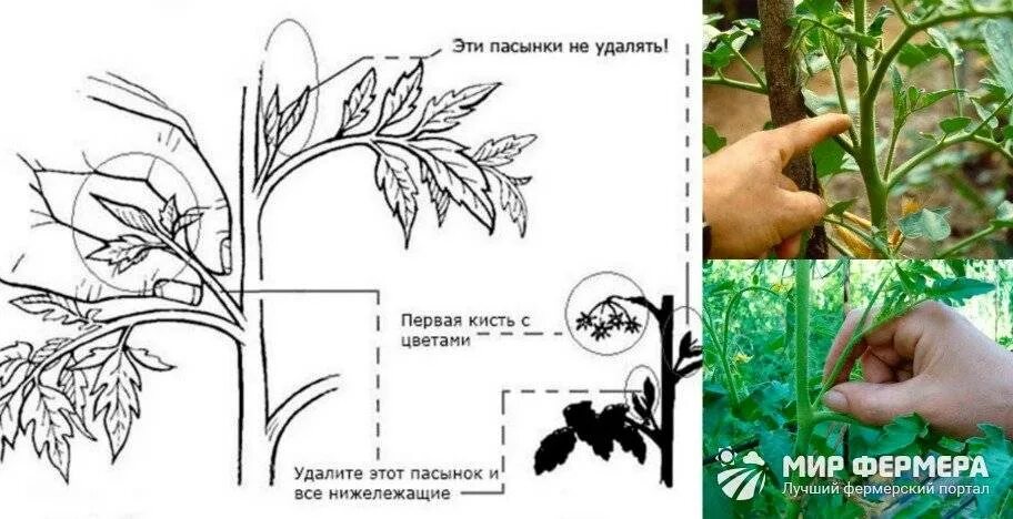 Пасынки у томатов. Пасынкование тыквы. Пасынкование помидор в открытом. Пасынок и цветонос томата. Стебель томата.