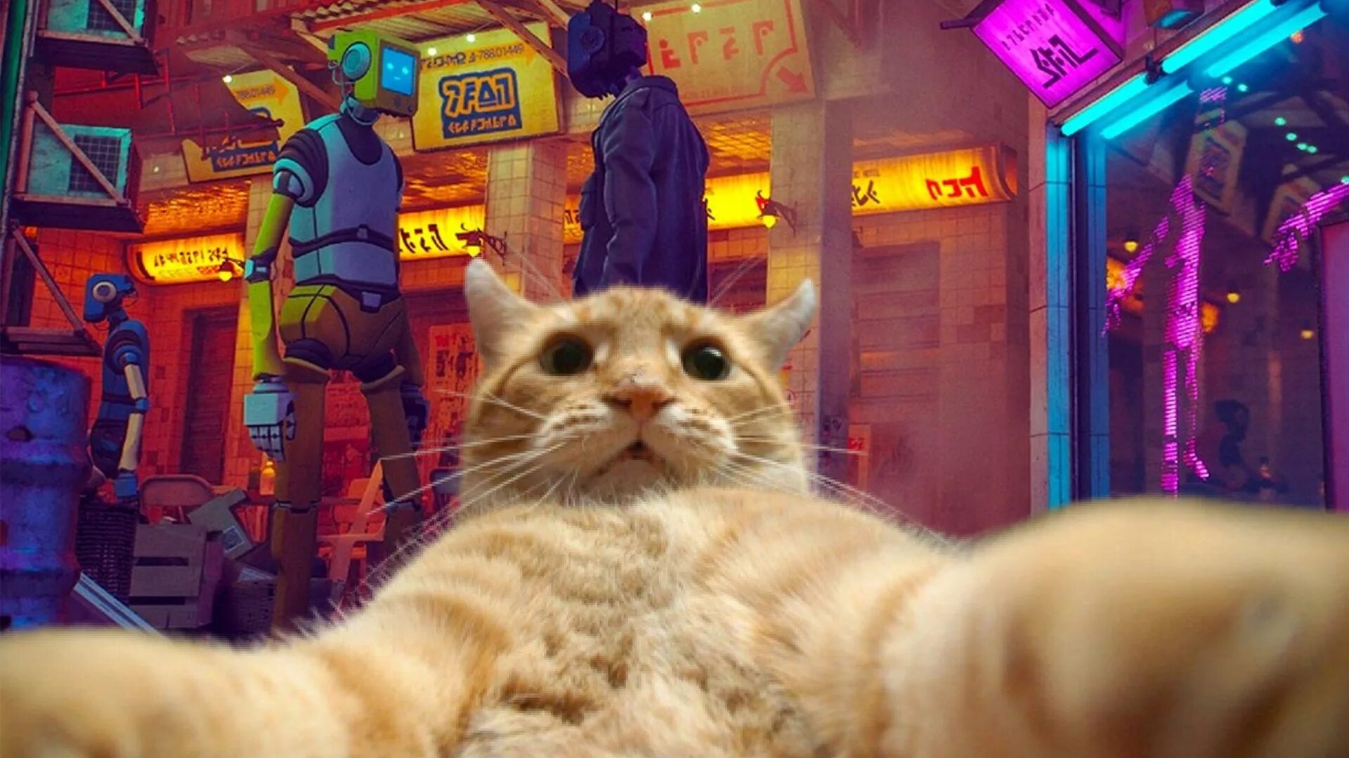 Котики которые играют в игры
