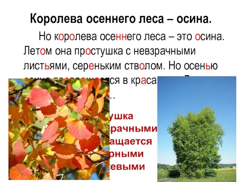 Почему листья осины колеблются. Сочинение на тему осенние осины. осина летом и осенью. осины осенью сочинение. осина осенью рассказ.