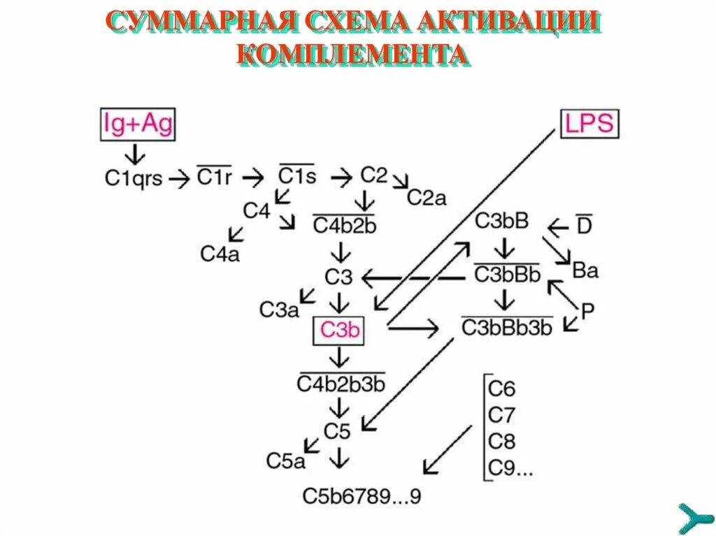 Схема активации комплемента. Схема классического пути активации комплемента. Пути активации системы комплемента схема. Пути активации комплемента таблица. Лектиновый путь активации комплемента.