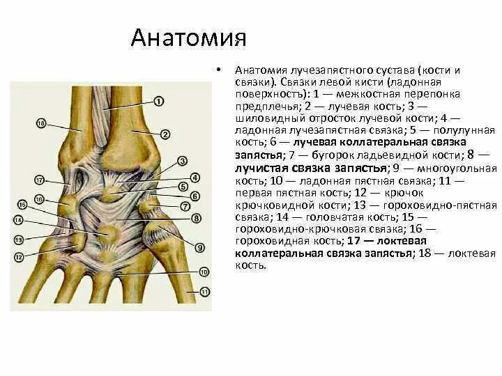 Среднезапястный сустав анатомия. Кости кисти лучезапястный сустав анатомия. Шиловидный отросток лучевой кости анатомия. Лучезапястный сустав рентген анатомия. Соединения костей запястья