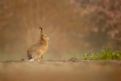 Русак живет