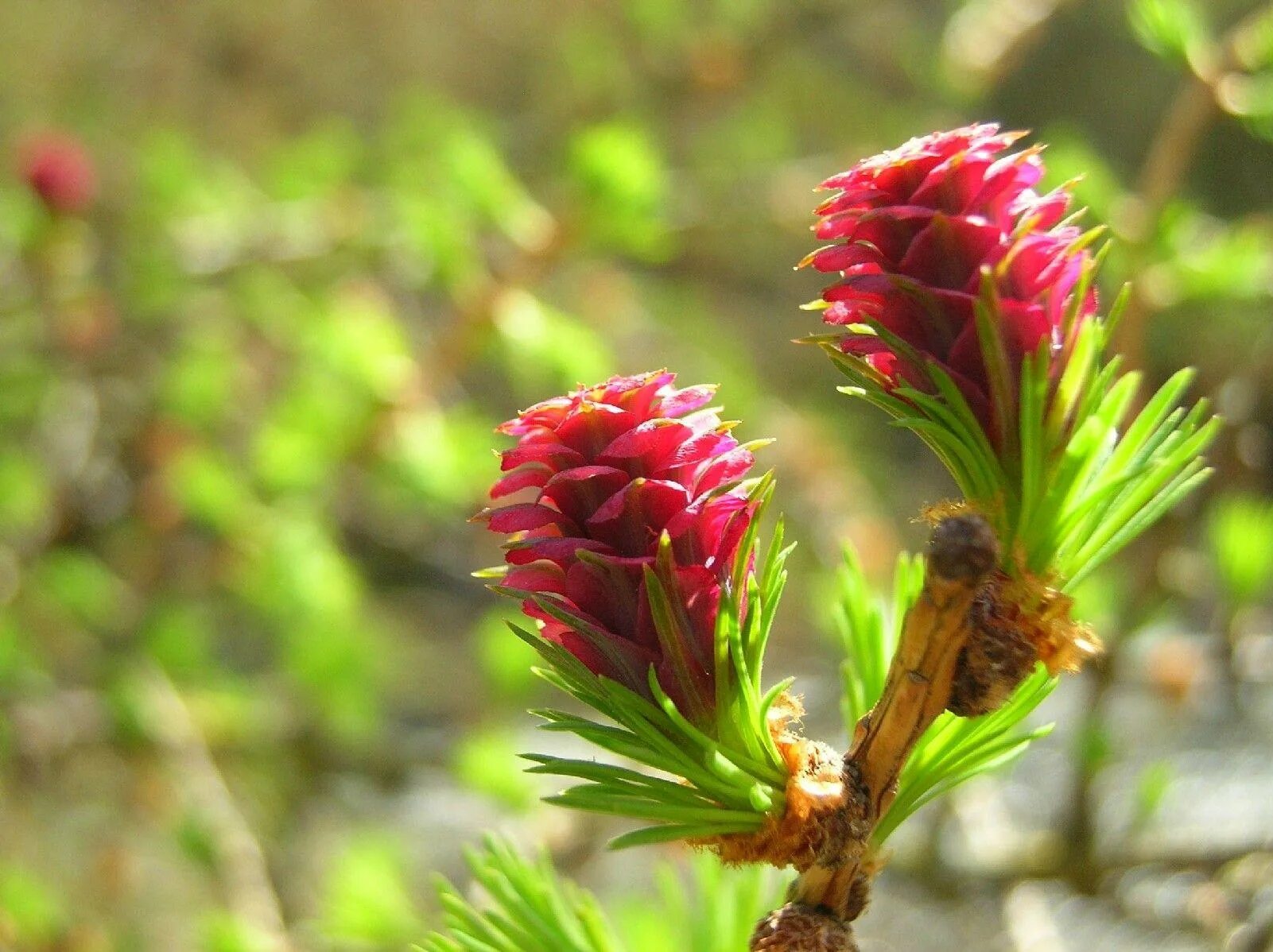 какого цвета женские шишки