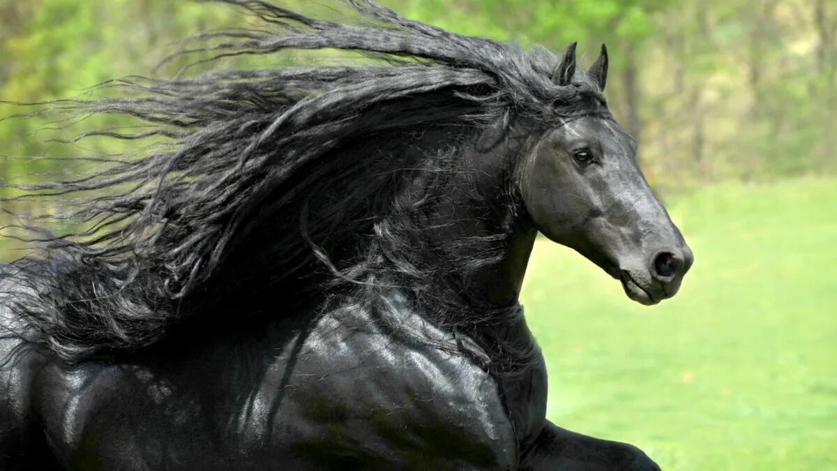 Фриз лошадь. Лошадь черный. Книга черный конь