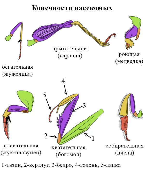 Прыгательная конечность признаки