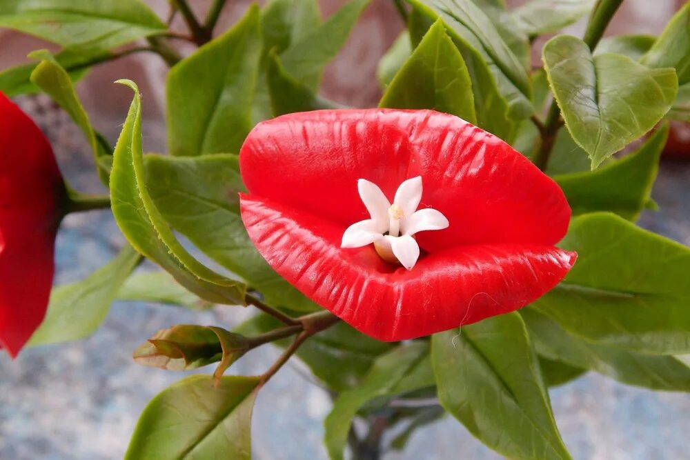 Цветок губы. Растения южной америки психотрия. Цветок губы. Психотрия растение. Психотрия зеленая.