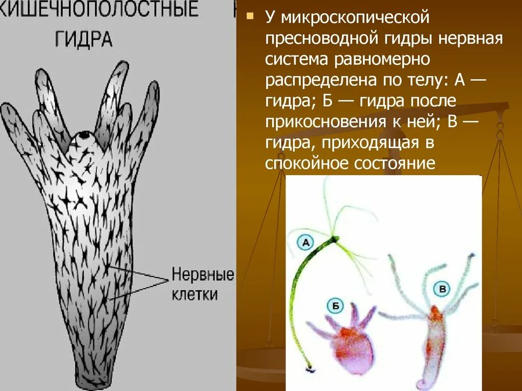 Кишечнополостные гидра нервная система. Эволюция нервной системы кишечнополостных. Гидра обыкновенная нервная система. Сетчатая нервная система гидры