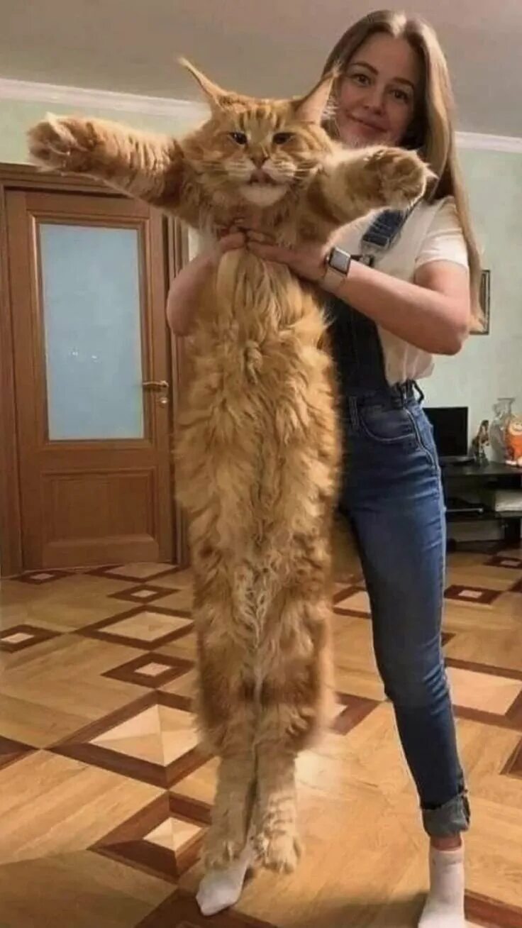 Ман кун. Порода кошек мэйкун. мейнкун кот. майкун коты большие. большая кошка мейн кун.