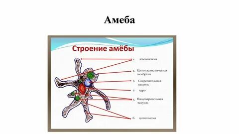 Почему амебу называют целостным организмом