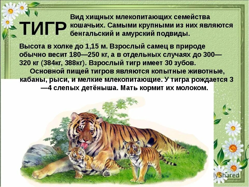 Рассказ о животном 3 класс окружающий. Доклад про животных. Рассказ о млекопитающих животных. Сообщение о млекопитающих. Доклад о млекопитаюшим.