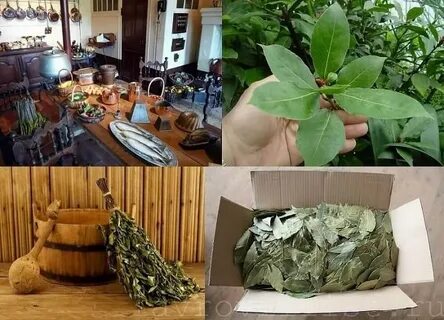 Как правильно хранить лавровый лист