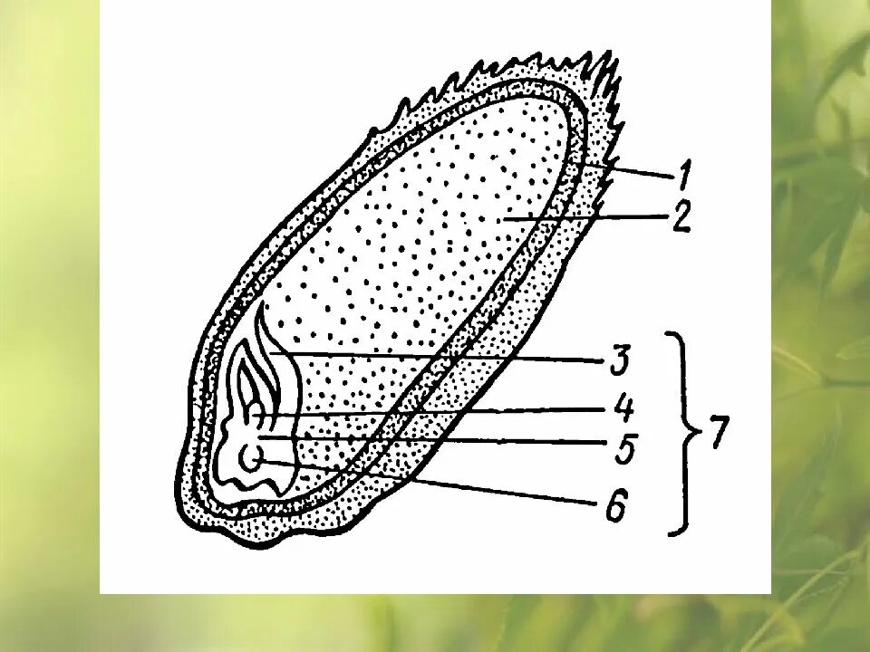 Рассмотрите рисунок семени какая структура. Строение семени зерновки пшеницы. Структура зерновки пшеницы. Рис. 1 продольный разрез зерновки пшеницы. Строение зерновки ржи.