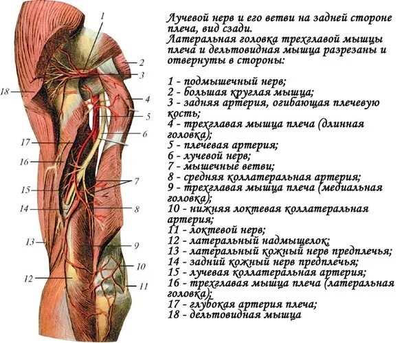 Укажите место расположения плечевой артерии Ключица артерия