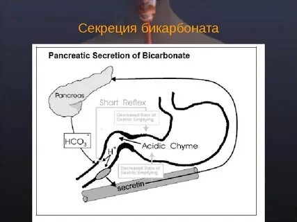 Секреция ферментов