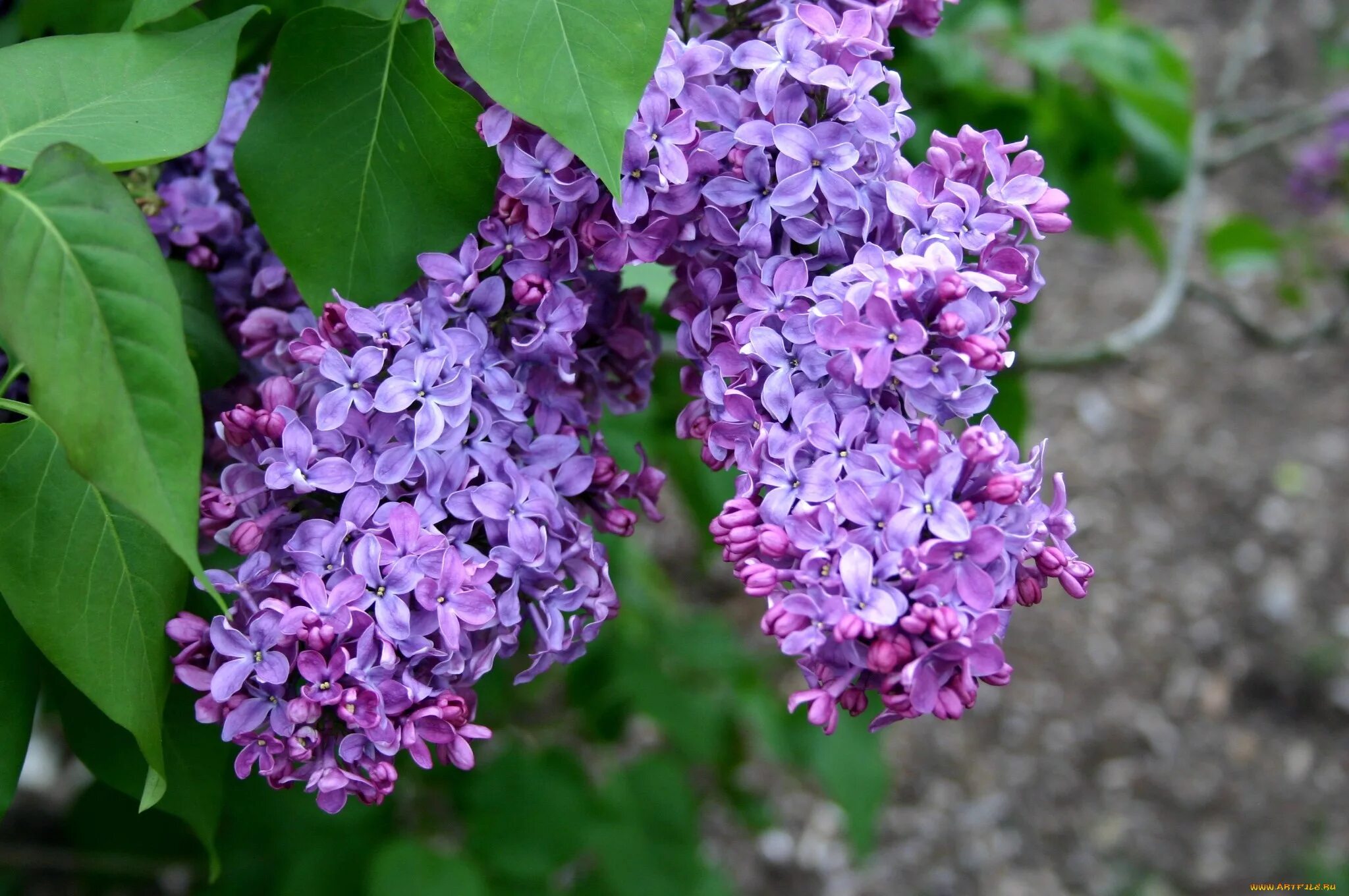 Сирень в какое время. Сирень Syringa vulgaris. Сирень обыкновенная Жильбер. Сирень обыкновенная Gilbert. Сирень обыкновенная куст.