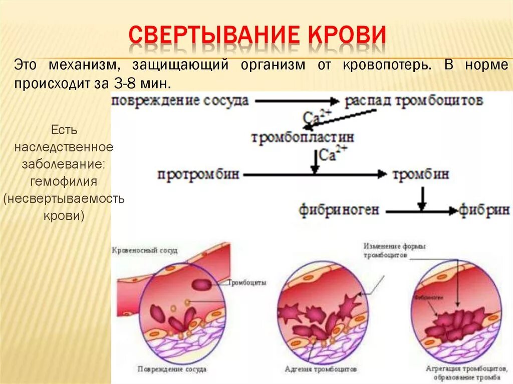 Формирование тромба взаимодействие тромбина с фибриногеном разрушение