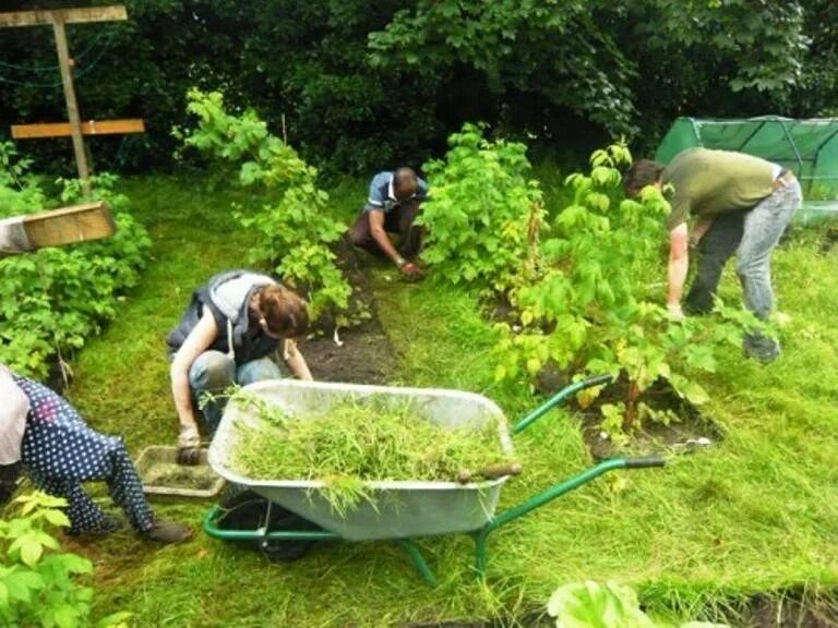 Зеленая земля в огороде что делать. Полоть грядки. Полоть грядки на даче. Прополка на даче. Прополка огорода.