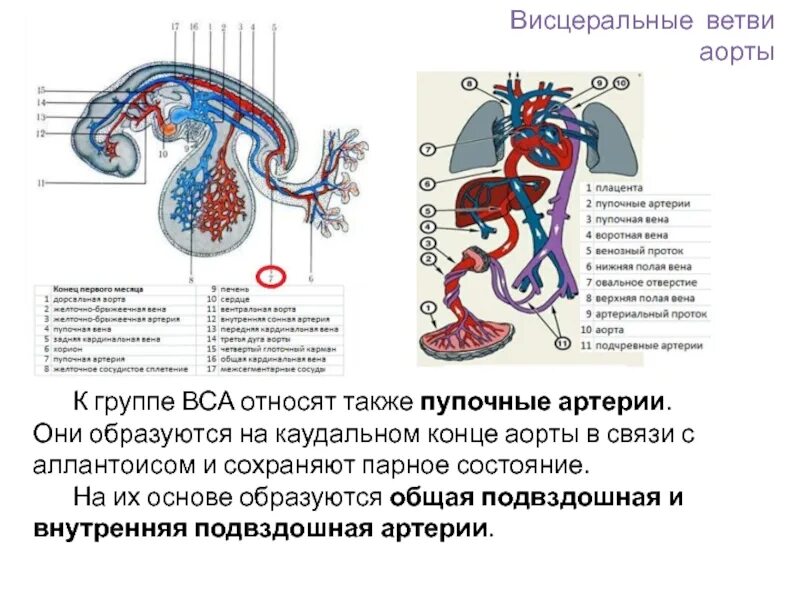 Висцеральной группы. Парные висцеральные ветви брюшной аорты. Висцеральная боль. Висцеральной группы. Висцеральной группы.
