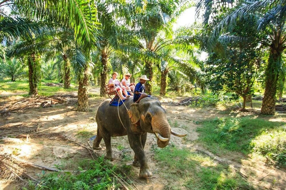 Elephant пхукет. Тайланд экскурсия на слонах. Таиланд Пхукет слоны. Таиланд катание на слонах. Катание на слонах в Тайланде.