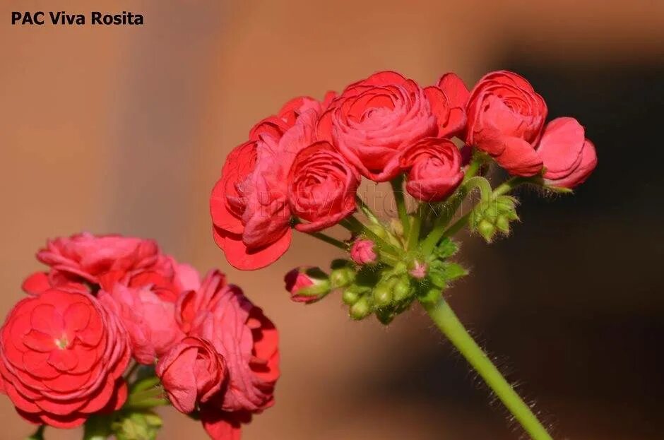 Пак вива розита пеларгония. Пак вива розита пеларгония. Герань viva rosita. Пеларгония розебудная pac viva rosita. Пеларгония viva rosita.