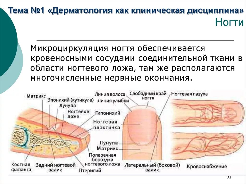 Ноготь строение анатомия схема. Ногти строение и функции анатомия. Строение ногтевой пластины анатомия. Строение ногтя. Наличие ногтевых пластин