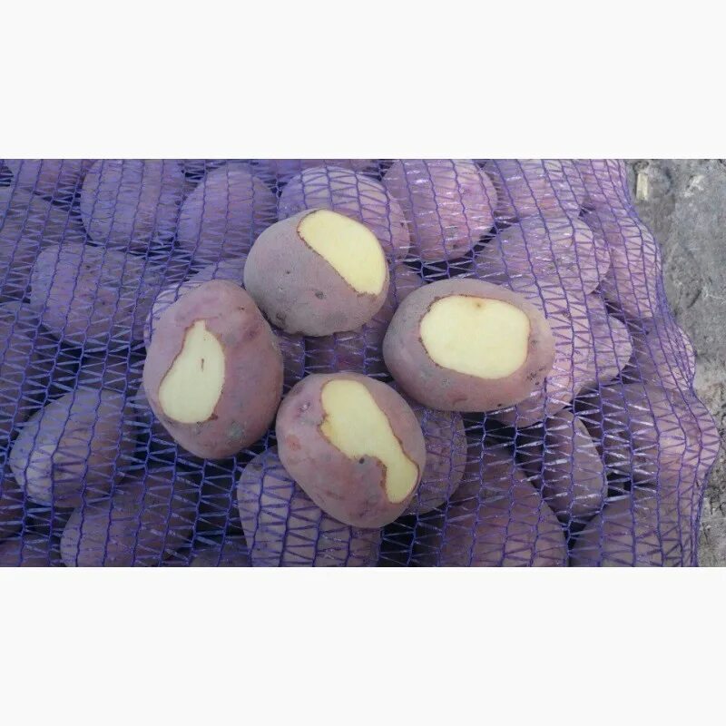 Картофель сорт журавинка отзывы. Сорт картофеля журавинка. сорт картошки журавинка.