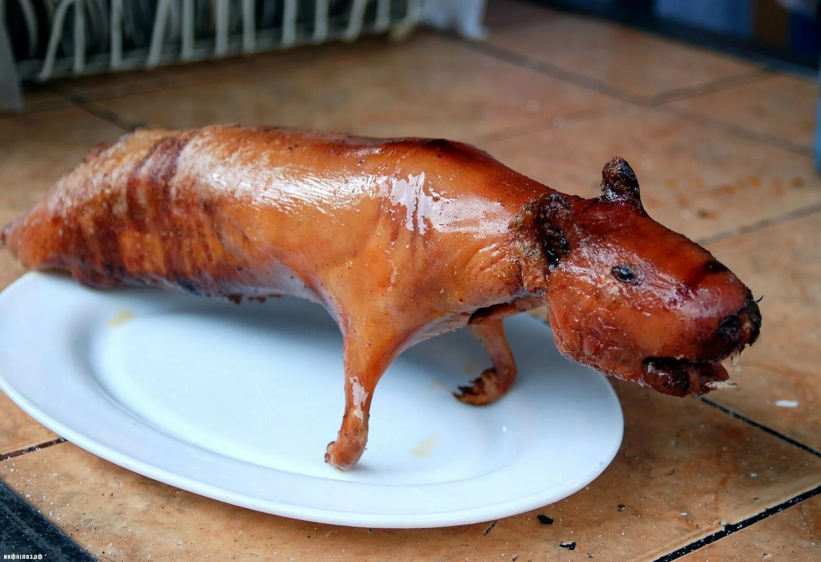 куй блюдо. жареная морская свинка в перу. жареная морская свинка. куй блюдо. жареная морская свинка в перу.