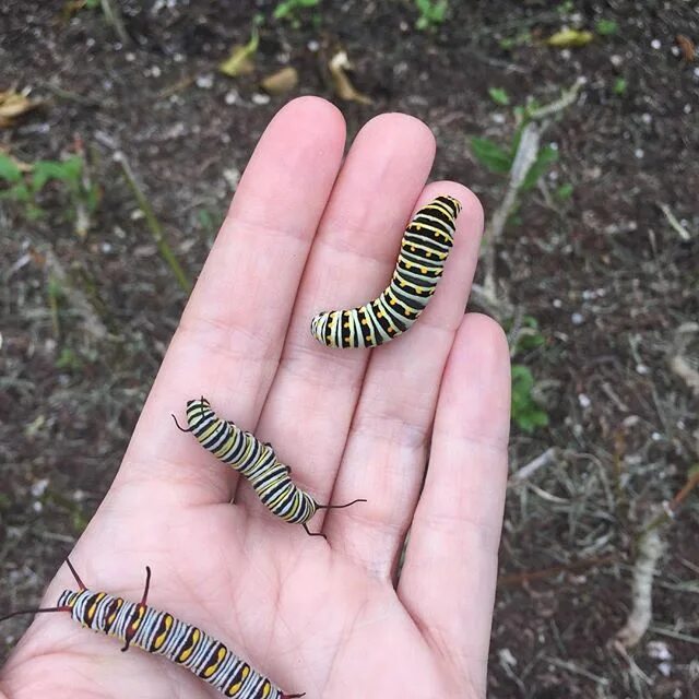 Какого размера гусеница. Гусеница бабочки махаон. swallowtail caterpillar гусеница. черный махаон гусеница. гусеница махаона куколка.