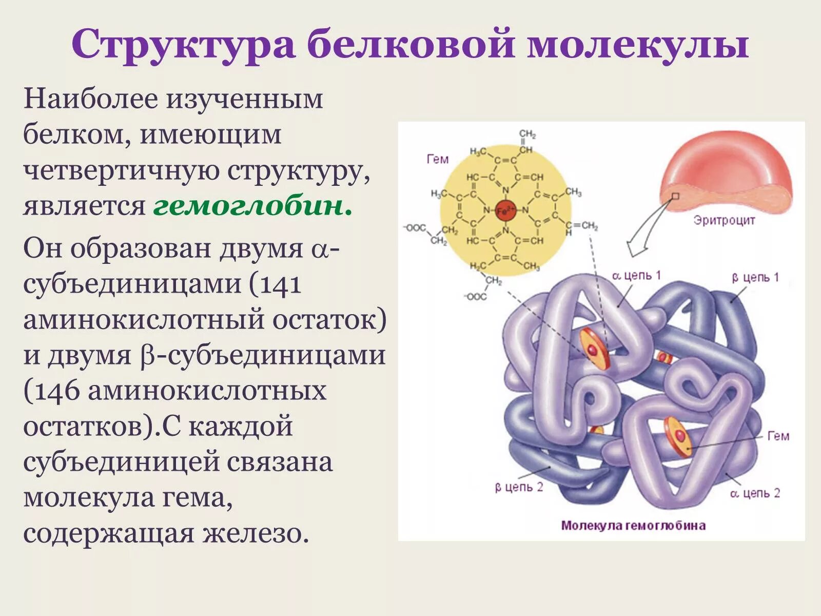 Что делают структурные белки. Структура белков биология 10 класс. Гемоглобин белок четвертичной структуры. Гемоглобин структура четвертичная структура белка. Структура белка биология.