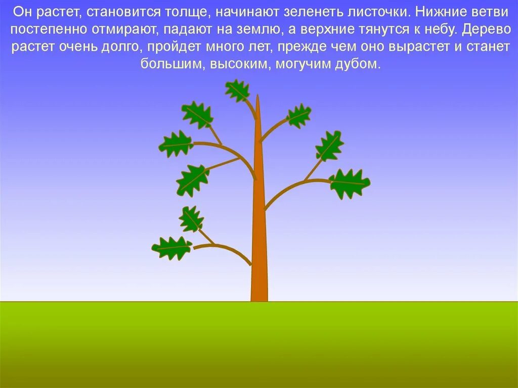 Какое деревце будет расти быстрее и развиваться. Схематичное дерево. Презентация про деревья для детей 6-7 лет. Постепенно растущее дерево. Описать как растут деревья.