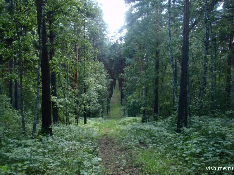 Тюменский лес. Медведь в тюменском лесу. Красивый лес тюмени. Тюменский лес. Тобольский лес.