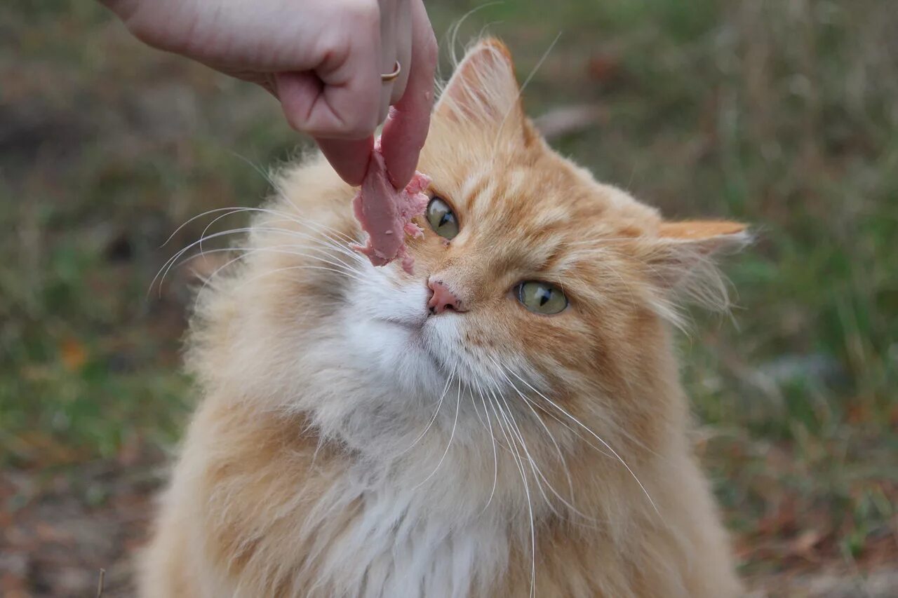 Эх опять. Рыжий кот ест колбасу. Котоматрица еды. Кот просит колбасу. Котируется кот.