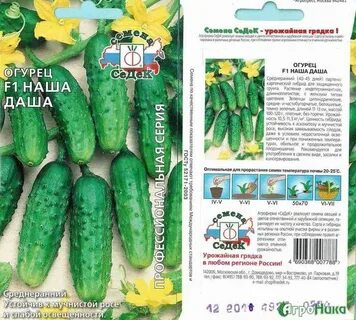 Когда сажать огурцы в лен обл