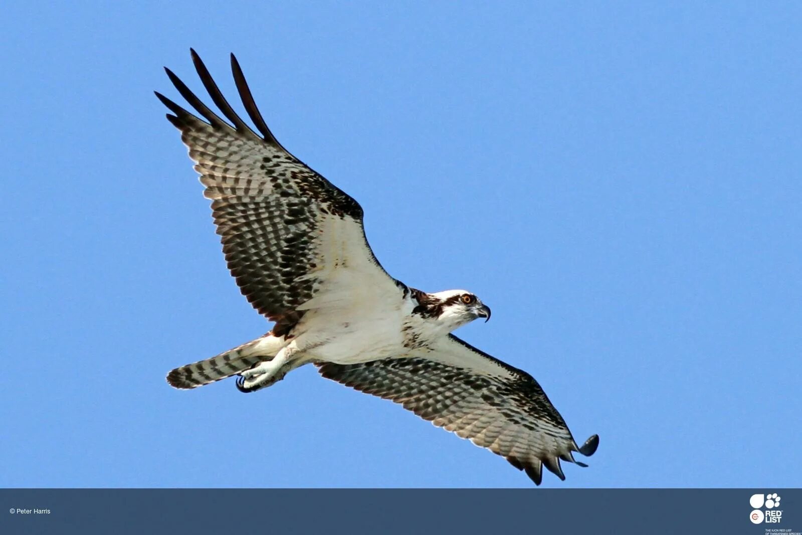 Скопа. Альтушка для скопа. Альтушка для скопа. Скопа лапы. Скопа.