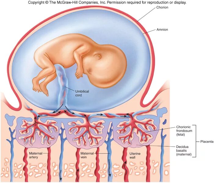 Пуповина строение. Амнион и хорион. Амниотическая оболочка плаценты. Амнион хорион децидуальная оболочка. Плацента плодные оболочки пуповина.