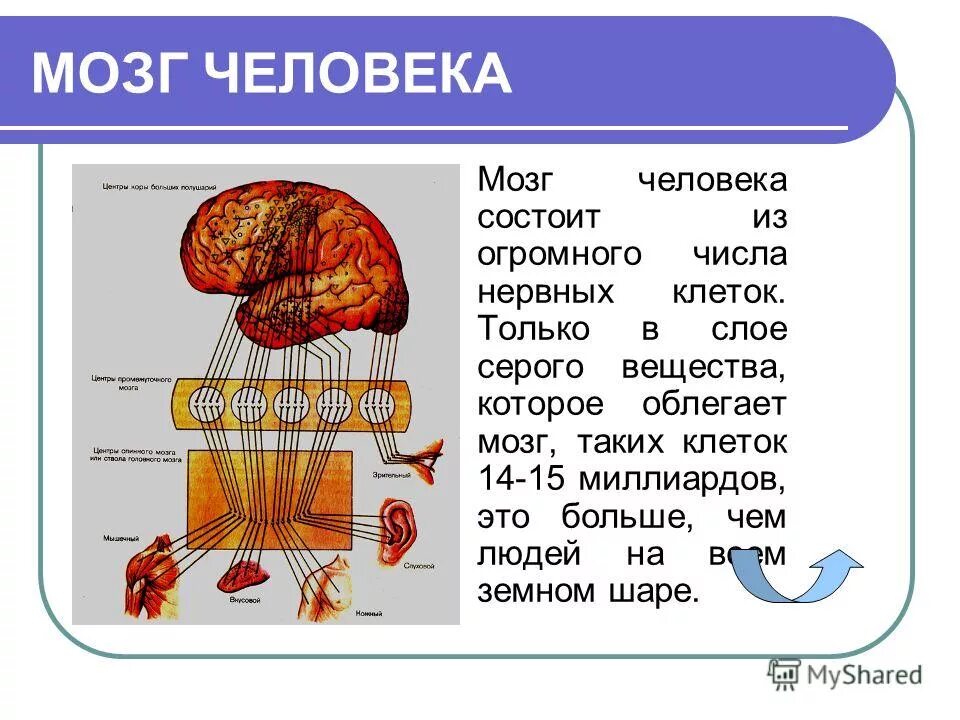 Из какого вещества состоят мозги