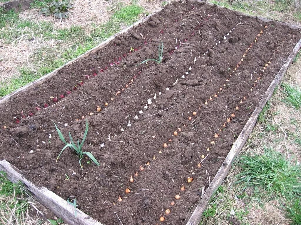 Можно сажать чеснок весной в открытый грунт. Лук севок посадка. Лук севок на грядке.