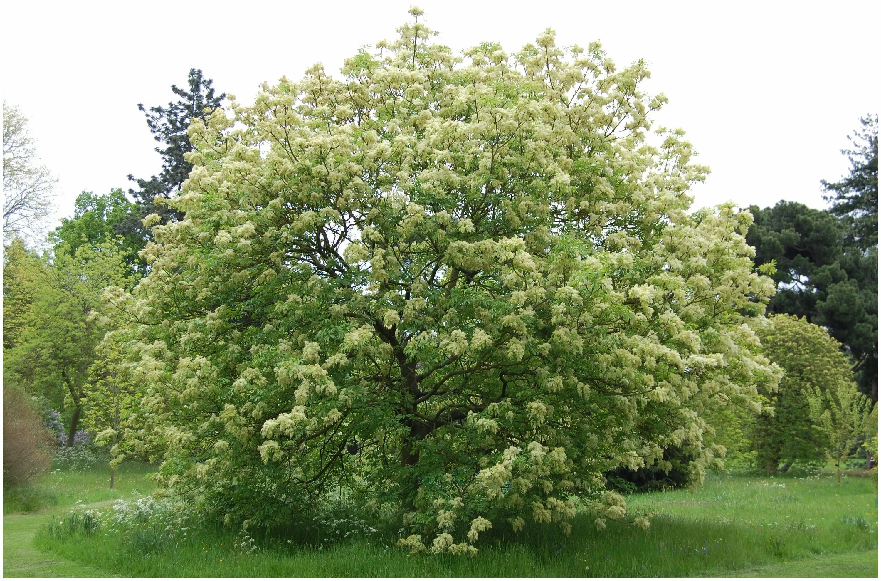 Эхо ясен. Ясень манновый (Fraxinus ornus). Ясень обыкновенный Fraxinus Excelsior. Ясень пенсильванский Fraxinus pennsylvanica. Ясень ланцетный цветение.